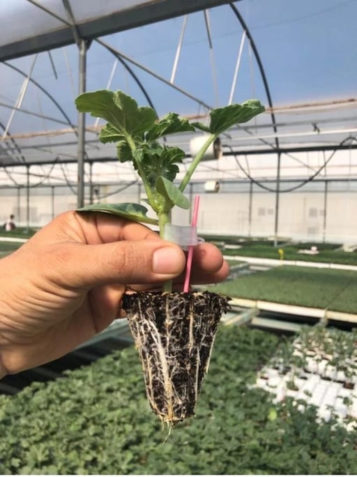 What is Substrate?