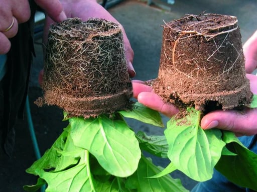 THE EFFECT OF SUBSTRATE STRUCTURE ON WATER RETENTION CAPACITY