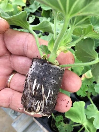 TRANSPLANTATION (PLANT TRANSFER)