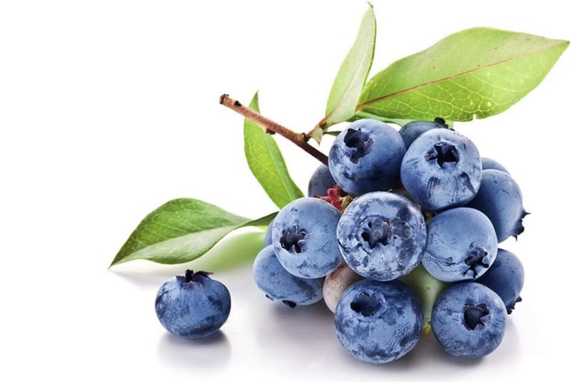 AGRIMIX - BLUEBERRY SUBSTRAT (MAVİ YEMİŞ)