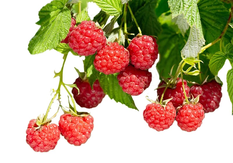 RASPBERRY SUBSTRAT (AHUDUDU)