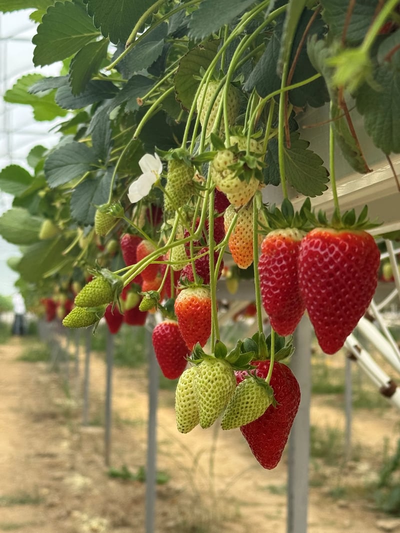 ÇİLEK ve BERRY SUBSTRAT (GRUP MEYVELER)