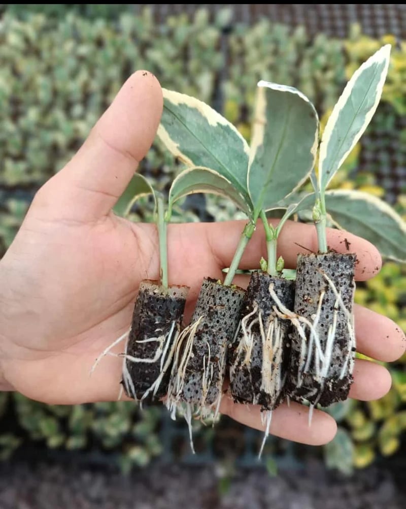 AGRİPOT