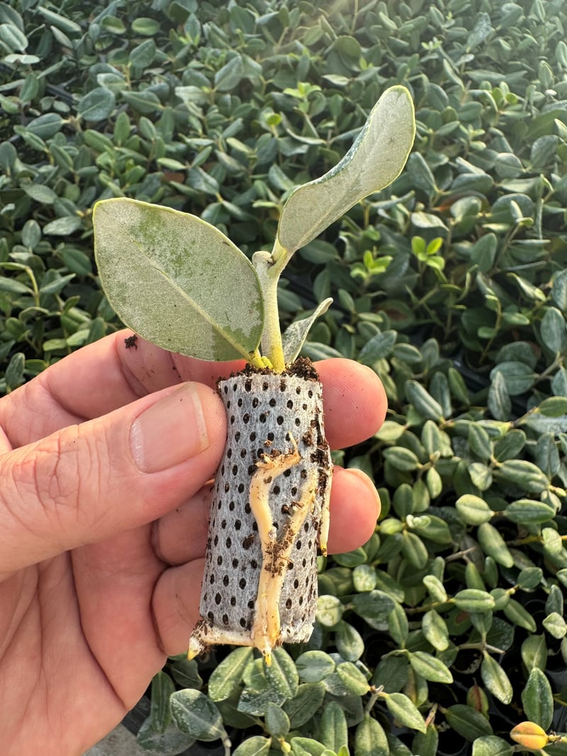 AGRİPOT