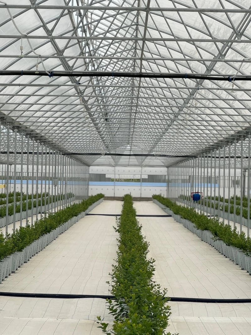 AGRIMIX - BLUEBERRY SUBSTRAT (MAVİ YEMİŞ)
