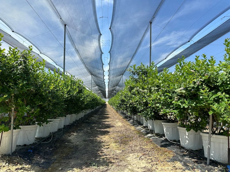 AGRIMIX - BLUEBERRY SUBSTRAT (MAVİ YEMİŞ)