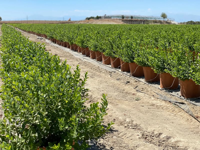 AGRIMIX - BLUEBERRY SUBSTRAT (MAVİ YEMİŞ)