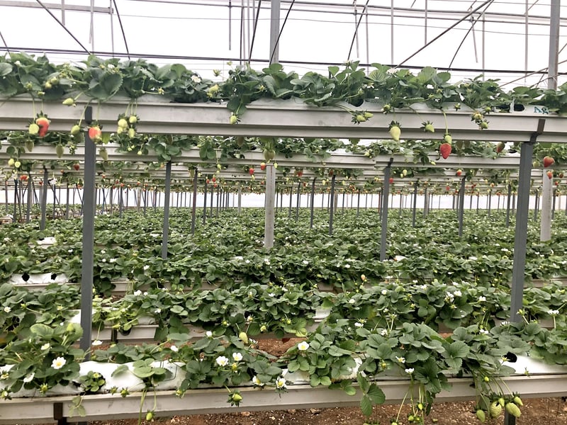 GROWBAG