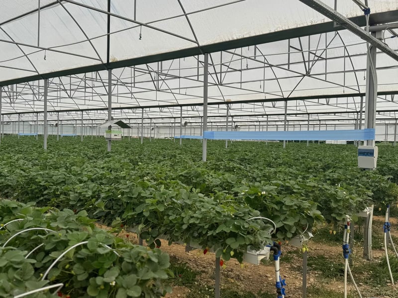 GROWBAG